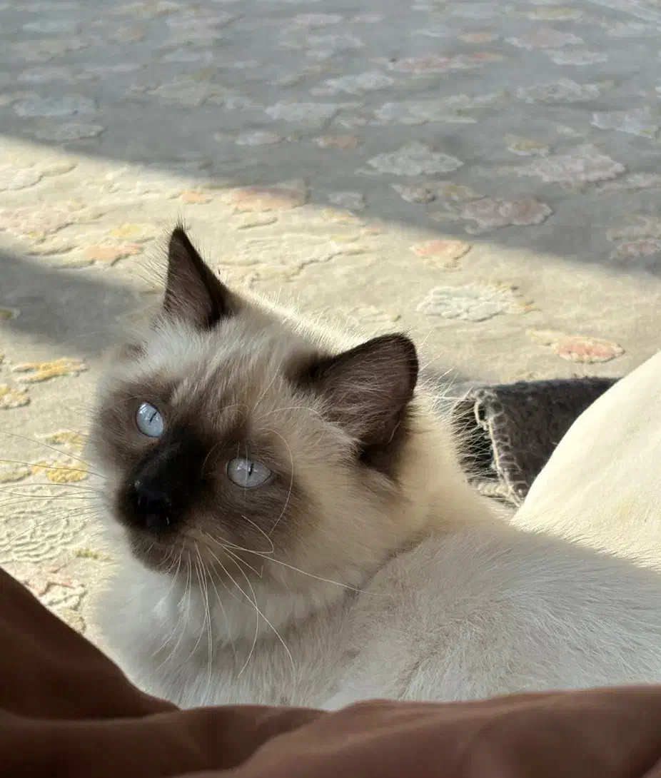 گربه هیمالین|گربه|مشهد, نیزه|دیوار