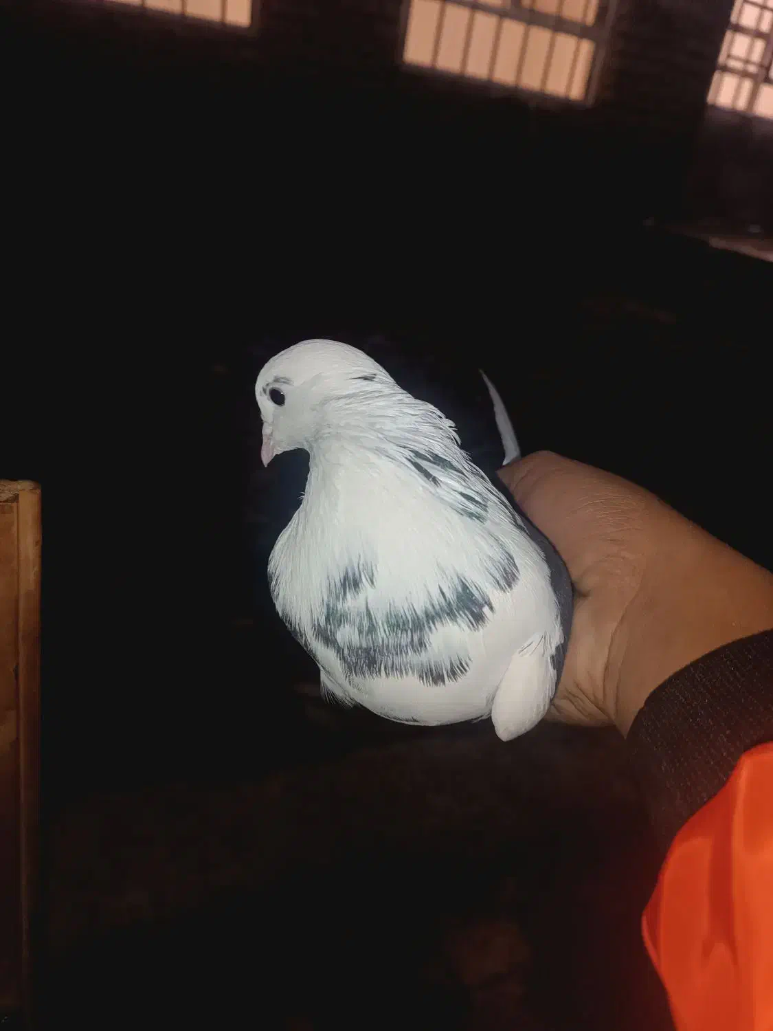 کفتر کفتر بازی|پرنده|نورآباد, |دیوار