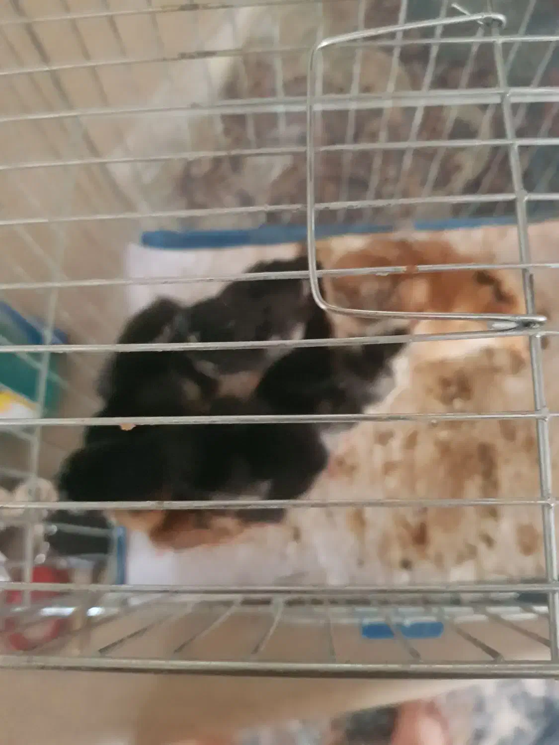 ۶عدد چوری گلین لری عشایری|حیوانات مزرعه|خرانق, |دیوار