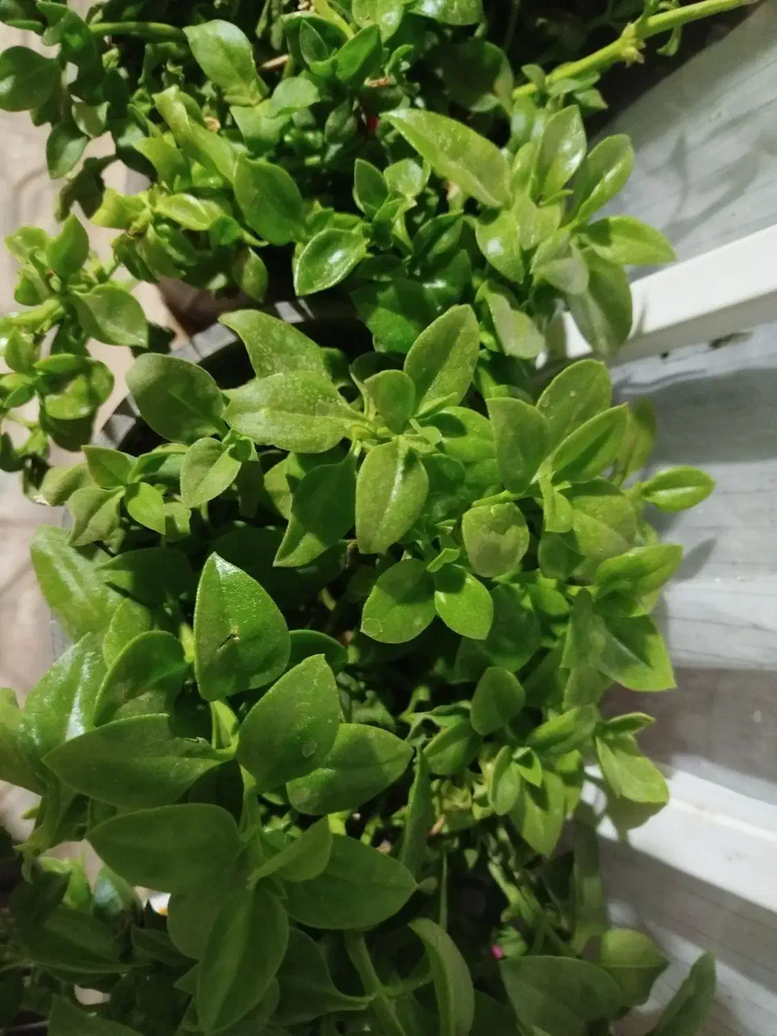 گل یخ|گل و گیاه طبیعی|مشهد, کوشش|دیوار