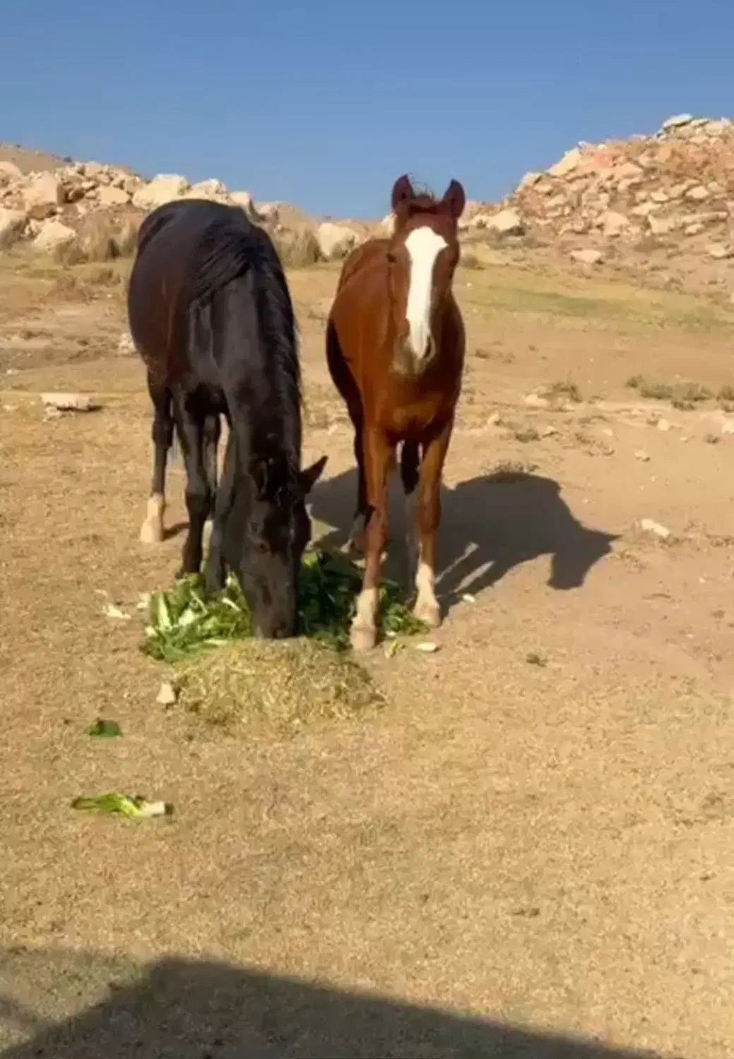 فروش چند راس مادیان و نریان.کره|اسب و تجهیزات اسبسواری|آبعلی, |دیوار