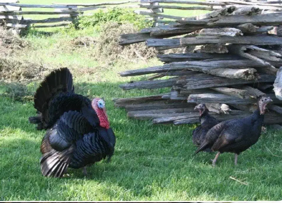 فروش بوقلمون|حیوانات مزرعه|ایذه, |دیوار