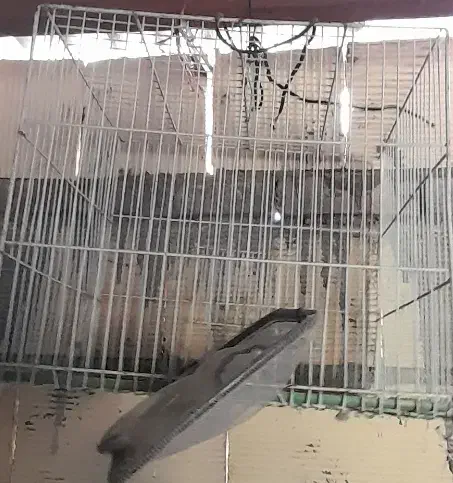 سه عدد قفس|لوازم جانبی حیوانات|مشهد, انصار|دیوار