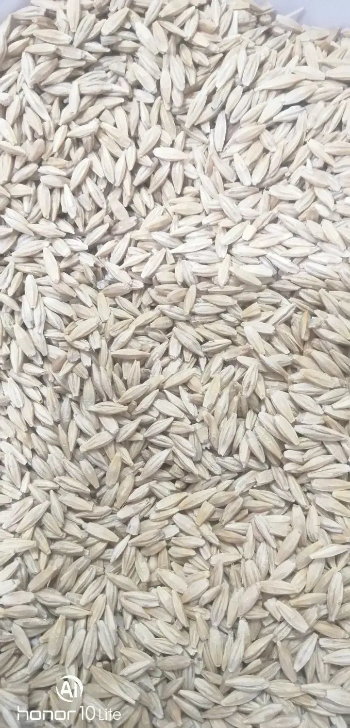 بذر جو سهند|خدمات باغبانی و درختکاری|فاروج, |دیوار