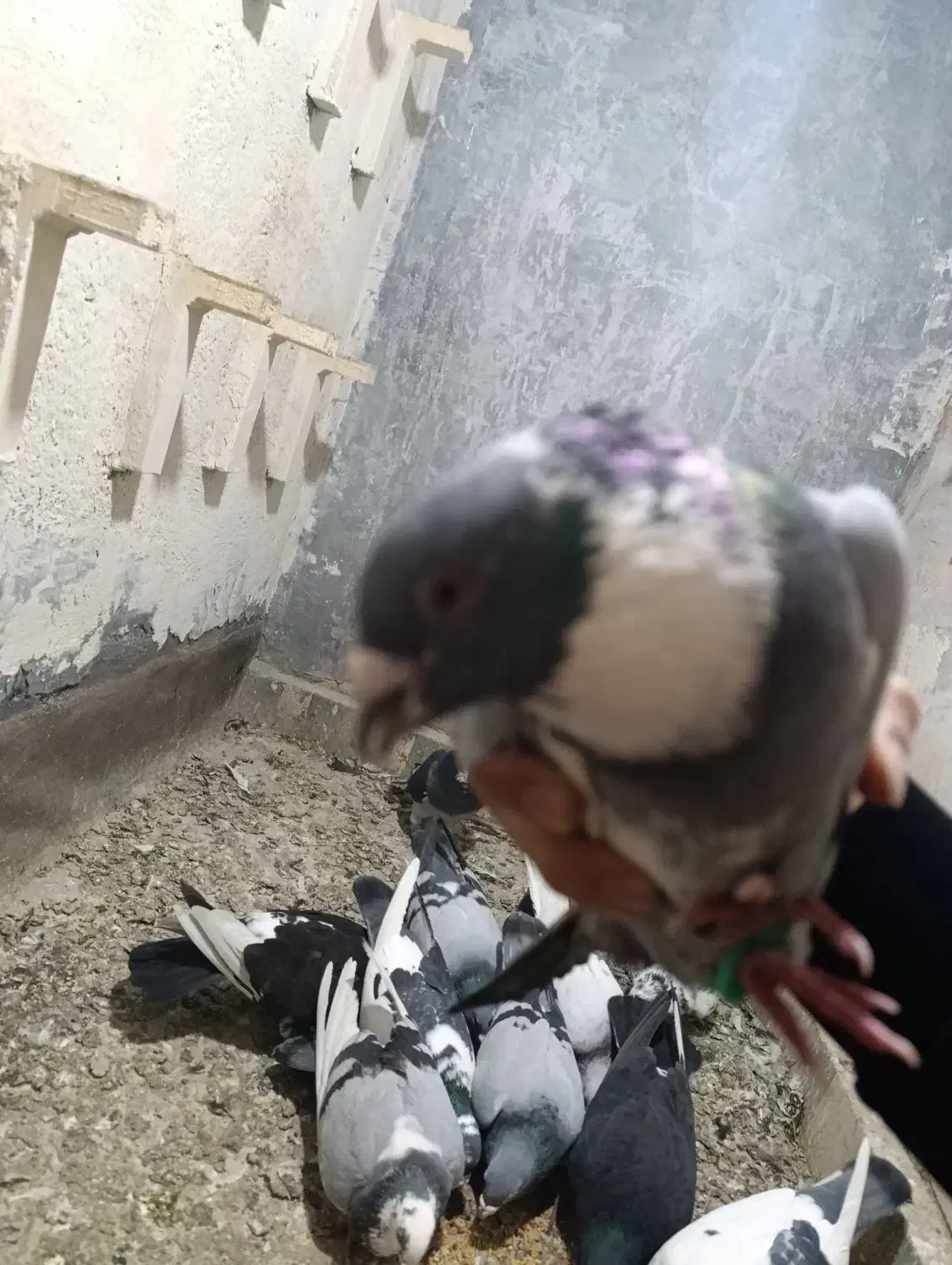 کفتر|پرنده|مشهد, کوی ولیعصر|دیوار