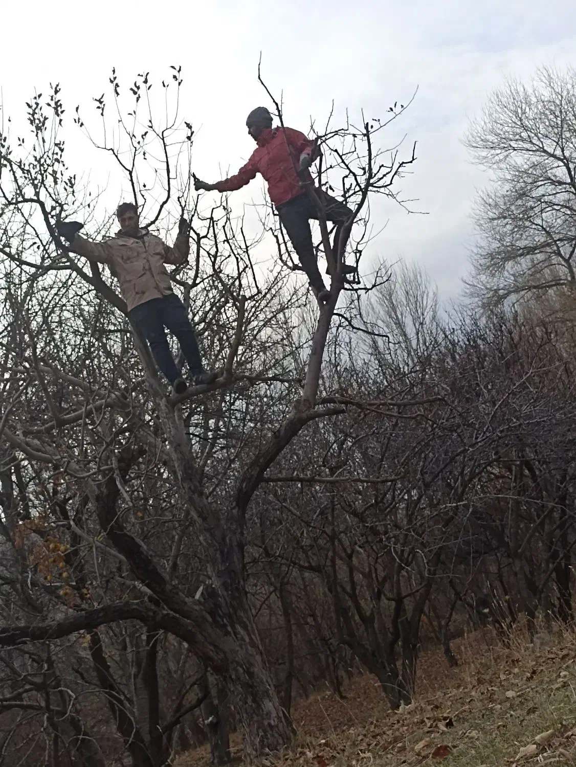 حرس کاری و کاشت درخت|خدمات باغبانی و درختکاری|شاهدشهر, |دیوار