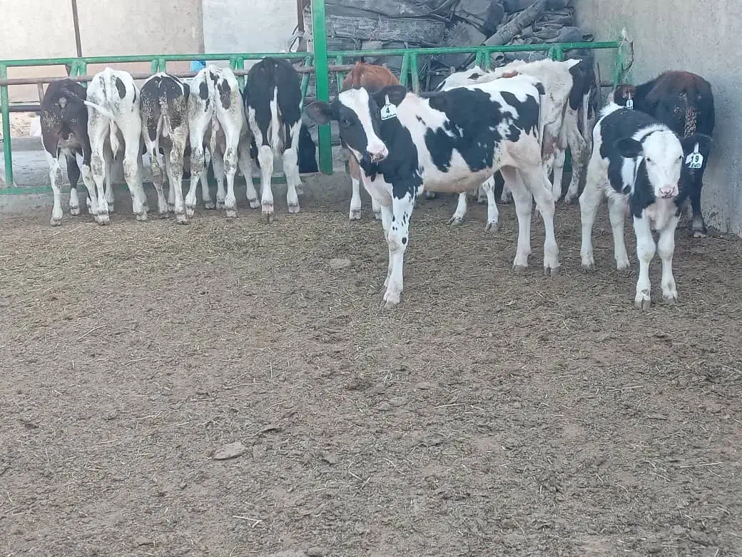 13 راس گوساله نر گاو نر|حیوانات مزرعه|شیراز, بید زرد|دیوار