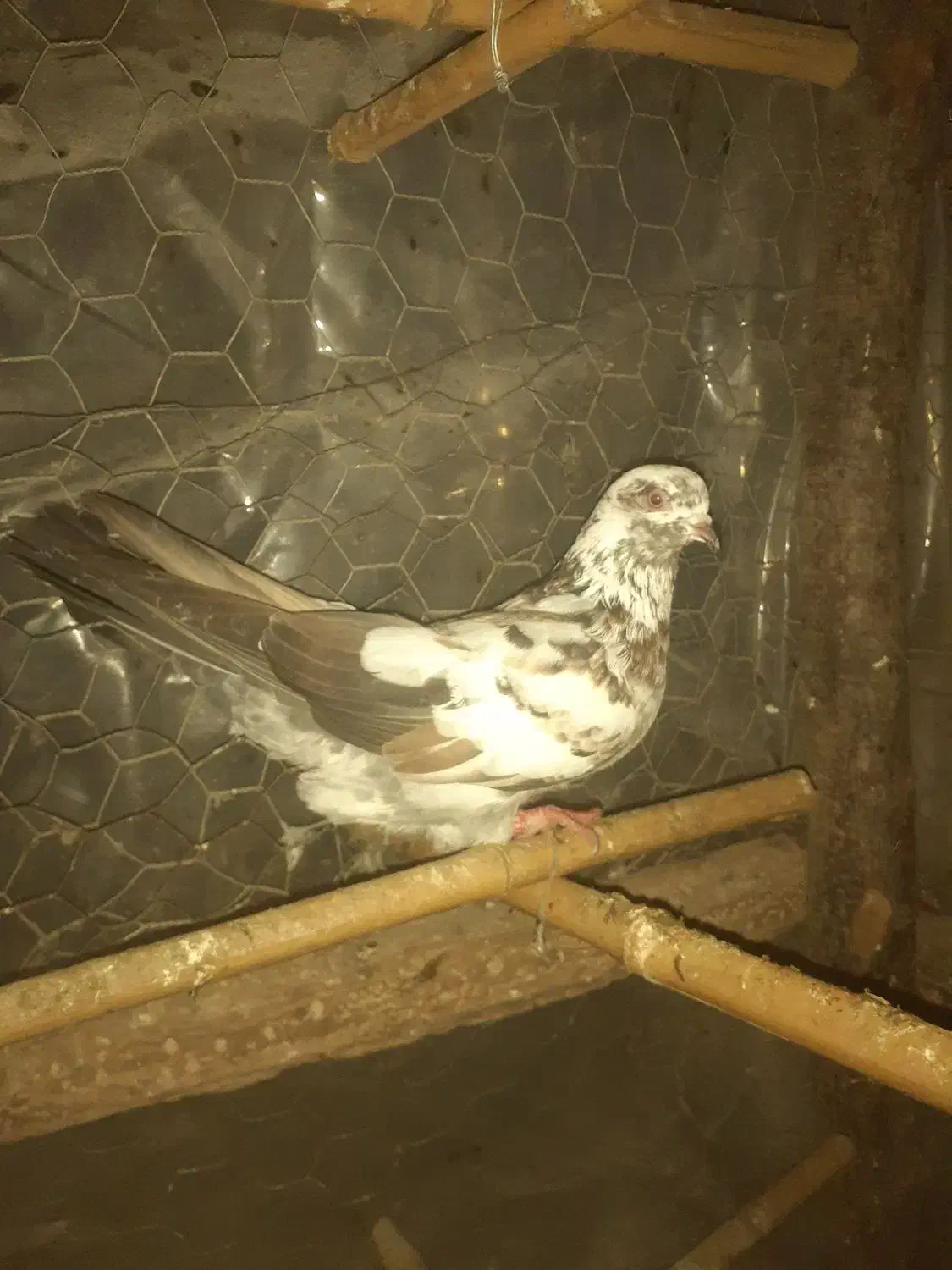 ۷عدد کفتر خوب نر و ماده|پرنده|رشت, یخسازی|دیوار