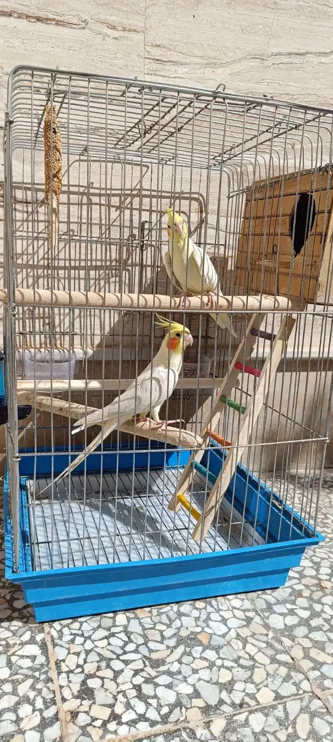 عروس هلندی مولد|پرنده|نورآباد, |دیوار