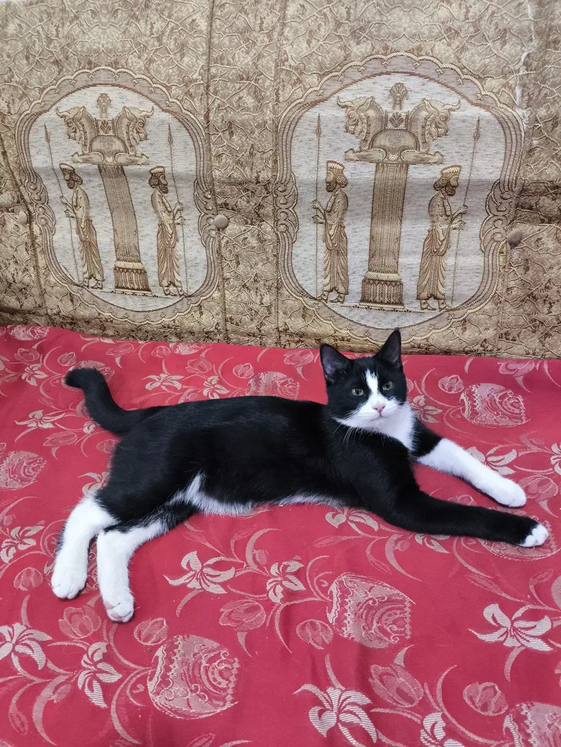 گربهٔ‌تاکسیدو گم شده|حیوانات|لاران, |دیوار