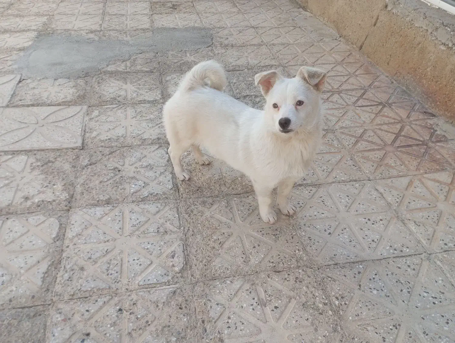 سگ پاکوتاه نژاد جک راسل|سگ|تکاب, |دیوار