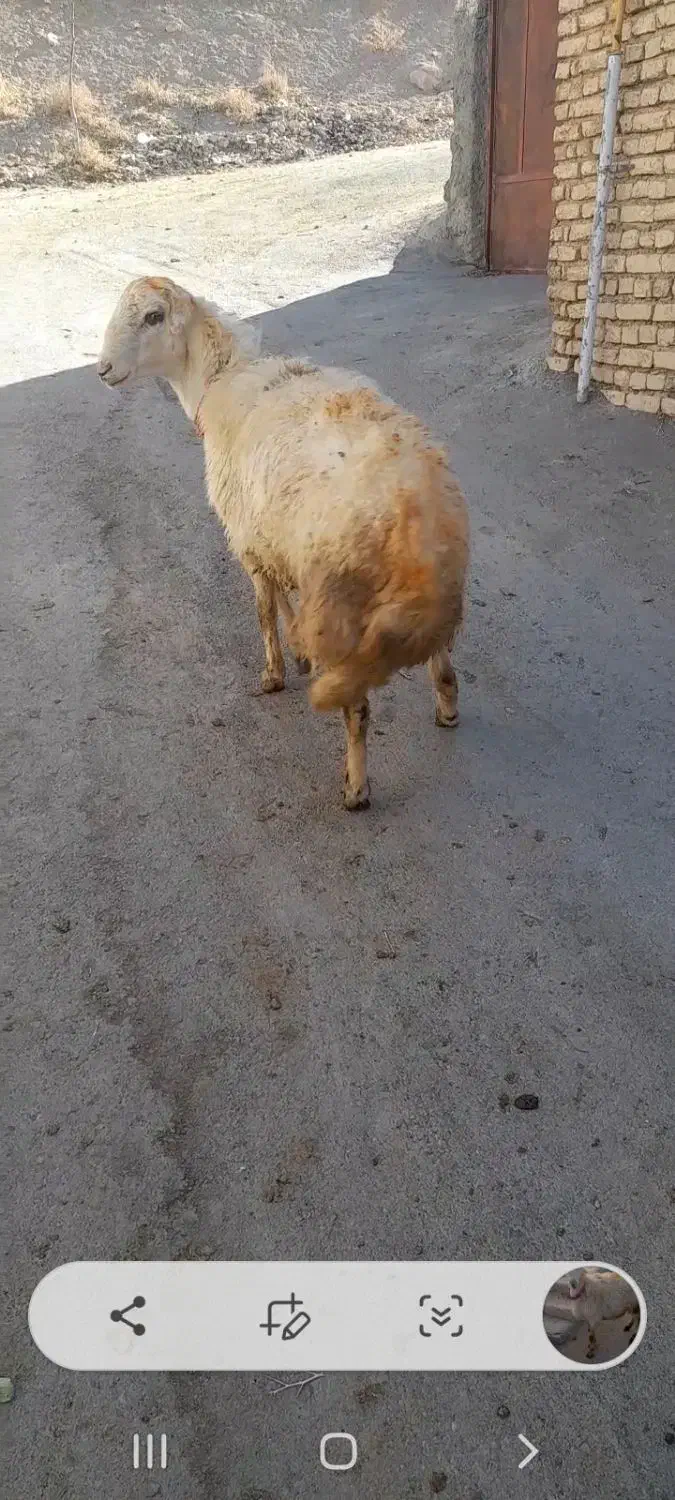 بره ماده شیشک قوچ|حیوانات مزرعه|داران, |دیوار