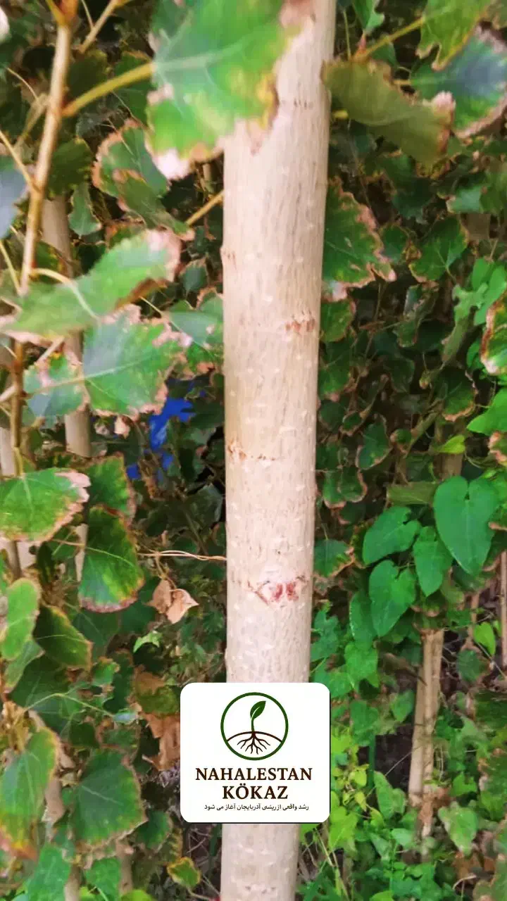 نهال صنوبر نیگرا آنکارا ترکیه 1.5 تا 6 متر|گل و گیاه طبیعی|خوی, |دیوار