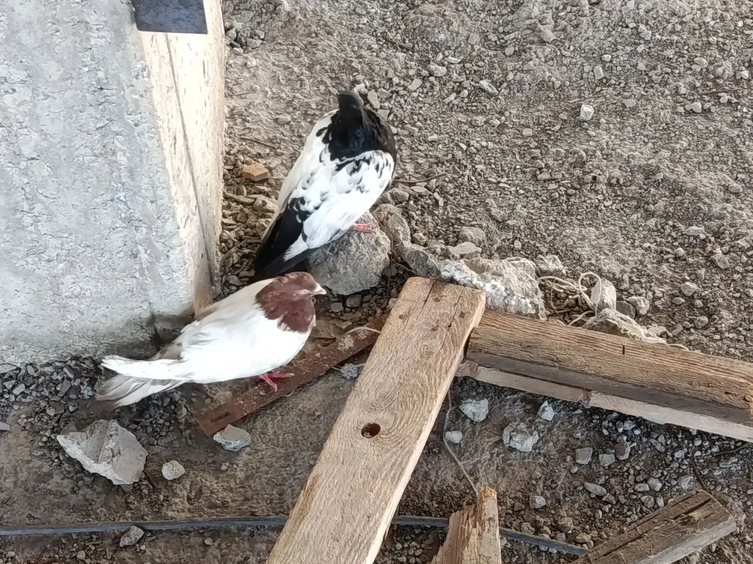 کبوتر|پرنده|تبریز, |دیوار