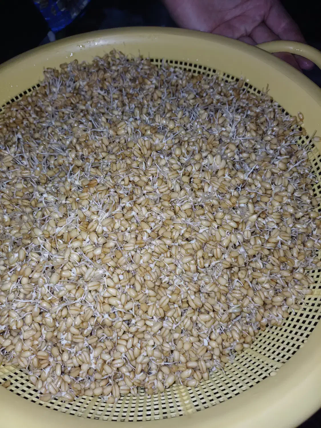 پودر جوانه گندم طبیعی|خوردنی و آشامیدنی|شیراز, رکن‌آباد|دیوار