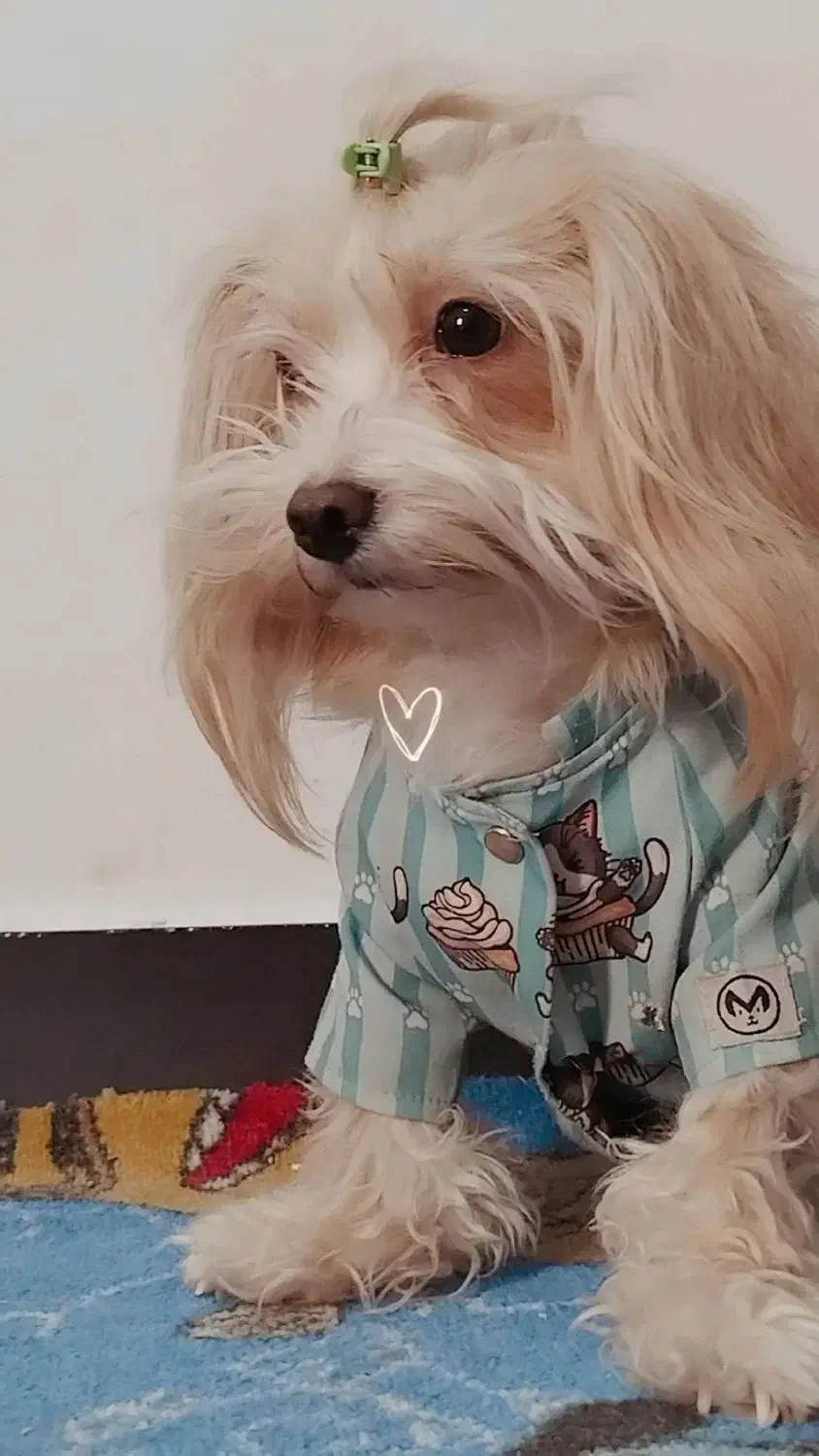 سگ شیتزو|سگ|یاسوج, |دیوار