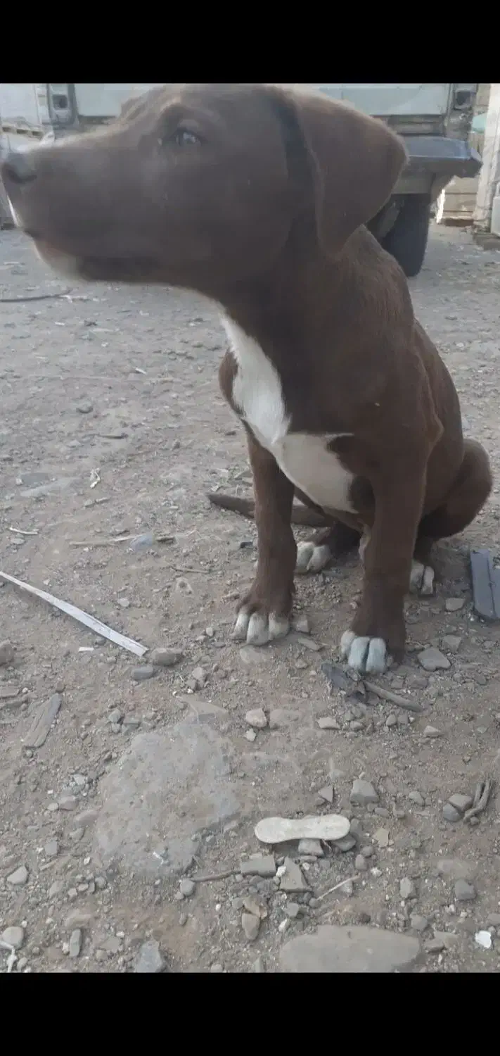 سگ نگهبان ،دمبلانی ،گارد|سگ|باغستان, |دیوار