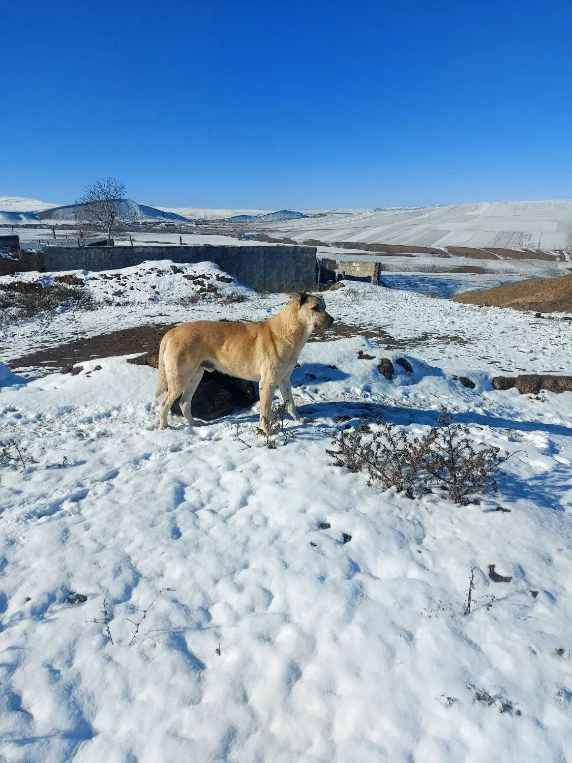 سگ گمشده|سگ|گرمی, |دیوار