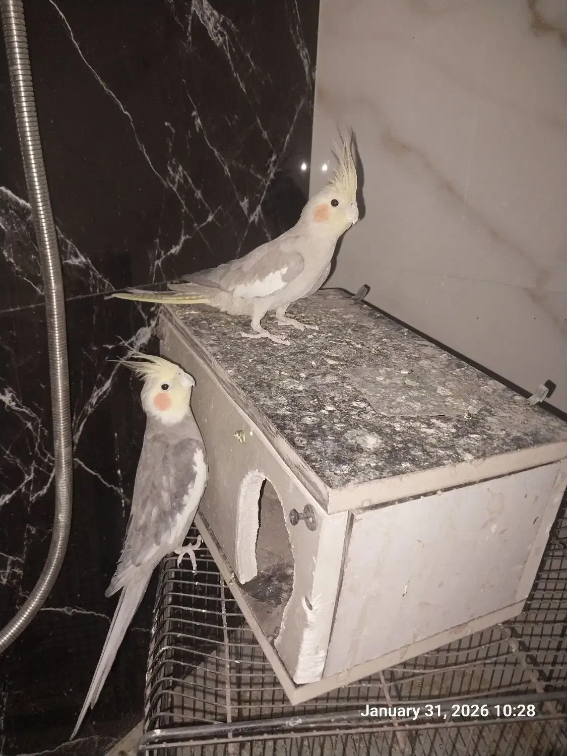 عروس هلندی|پرنده|اردکان, |دیوار