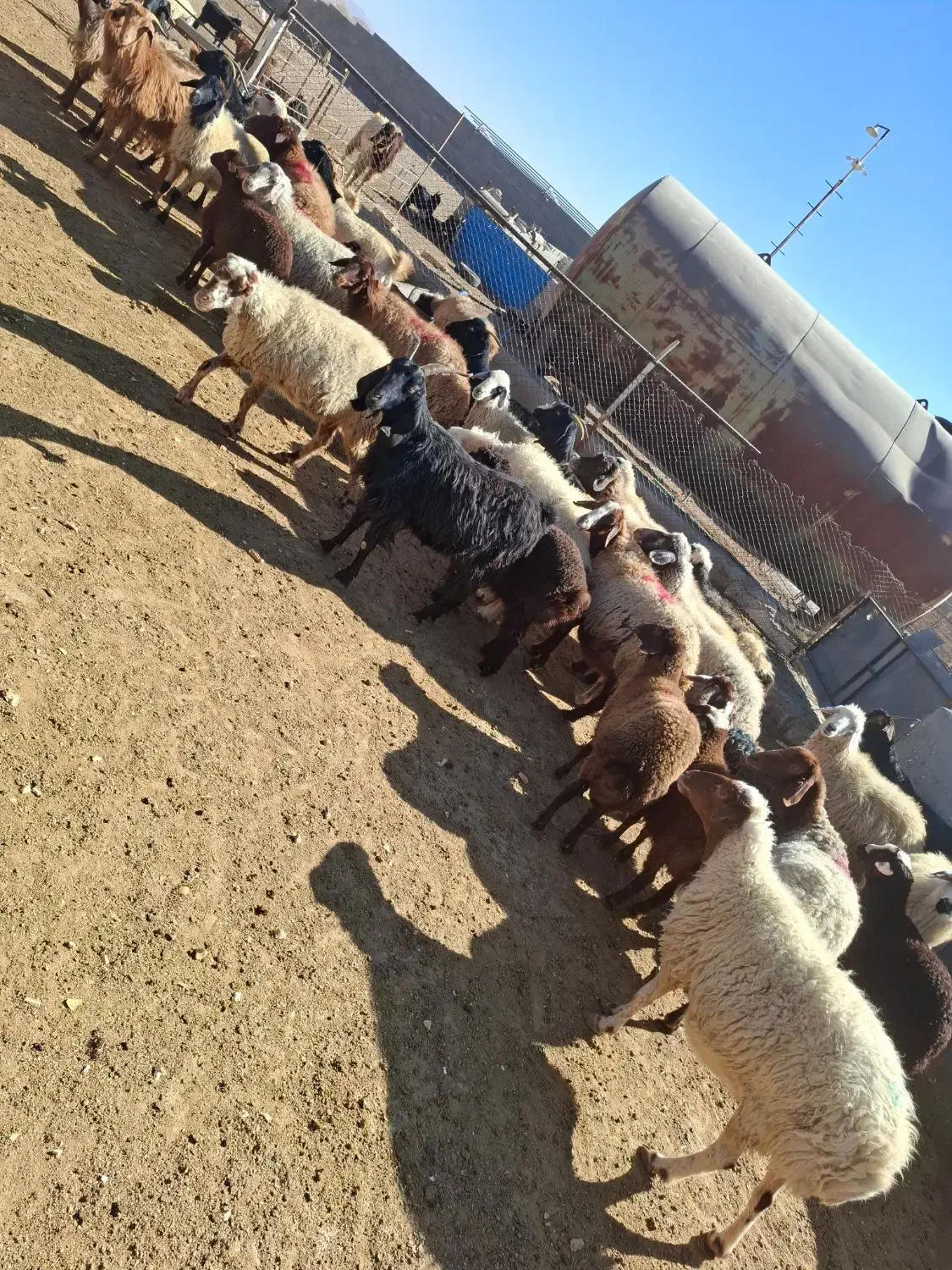خریدوفروش دام|حیوانات مزرعه|بهمن صغاد, |دیوار