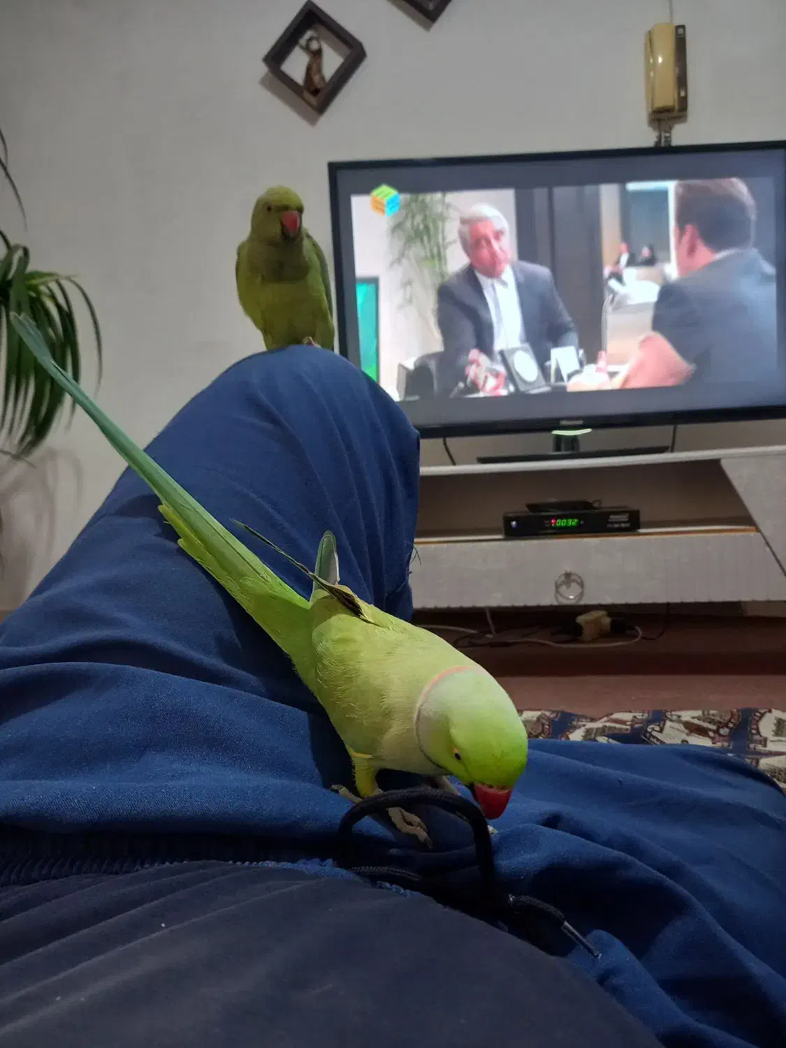 طوطی ملنگو سخنگو|پرنده|طبقده, |دیوار