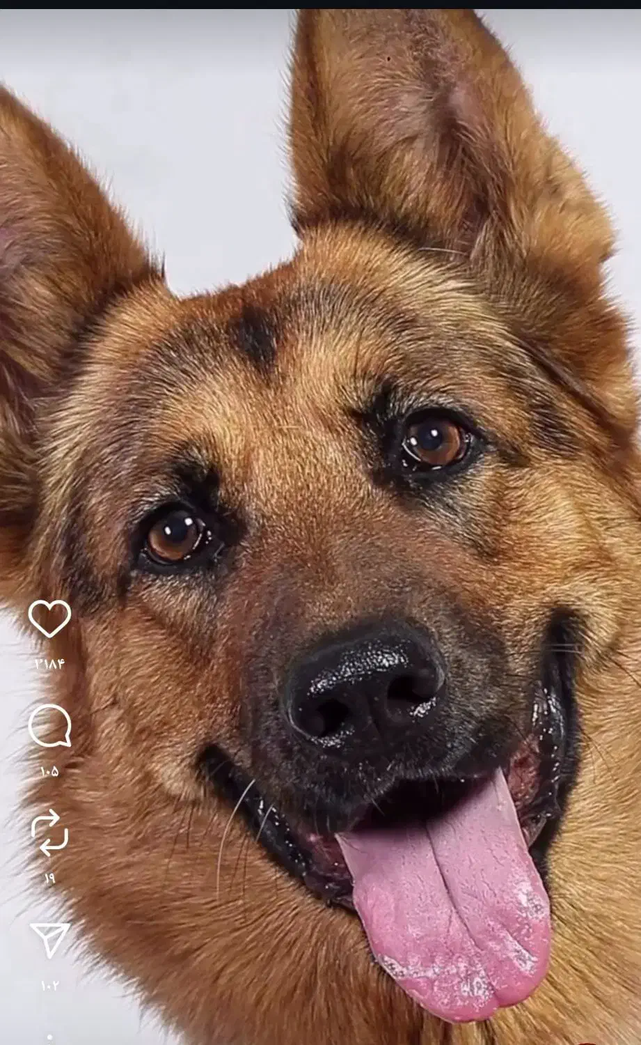 پیدا شدن سگ|سگ|فیروزآباد (فارس), |دیوار