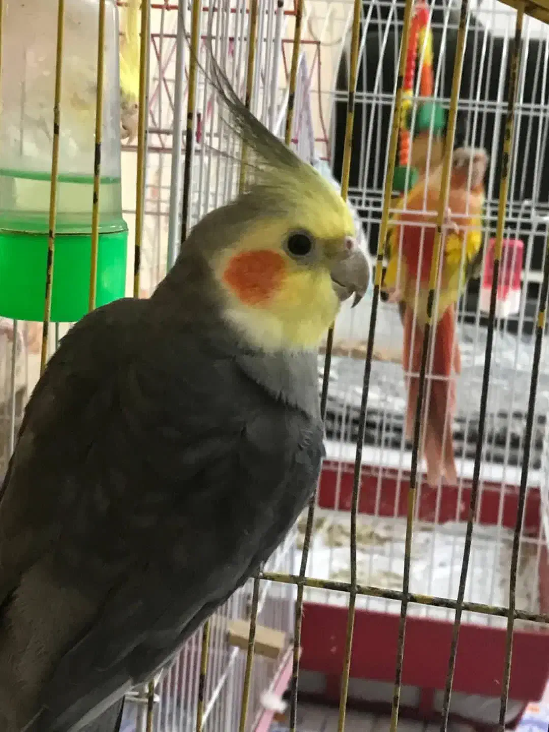 عروس هلندی|پرنده|کردکوی, |دیوار