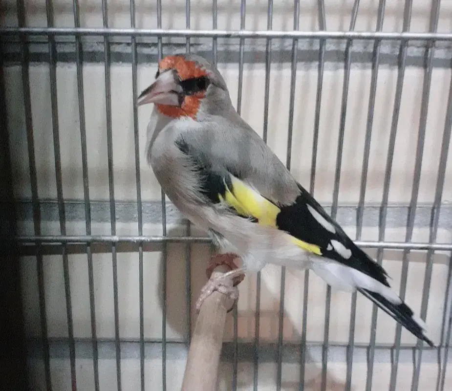 سهره نر|پرنده|سیرجان, |دیوار