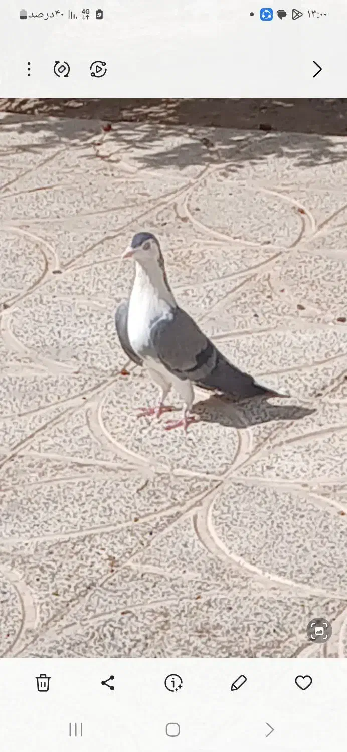 دمگیر بدرنگ|پرنده|زیباشهر, |دیوار