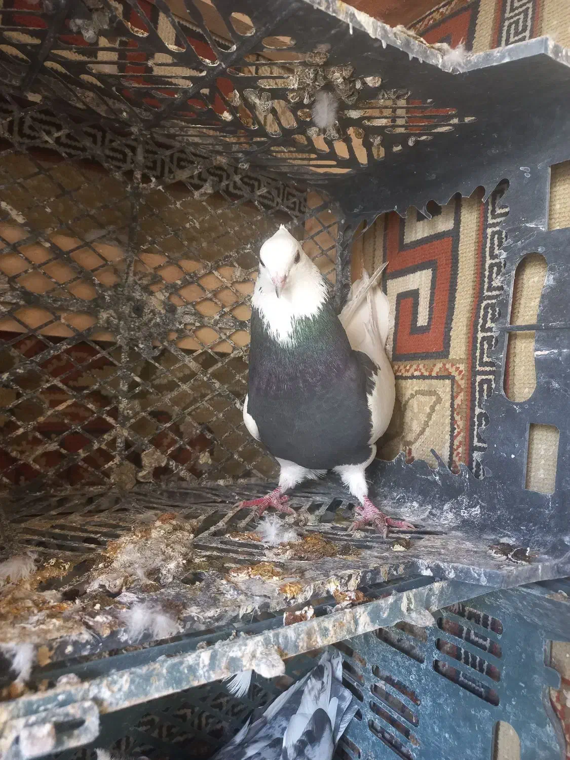 طوق سیاه|حیوانات|کرمانشاه, |دیوار