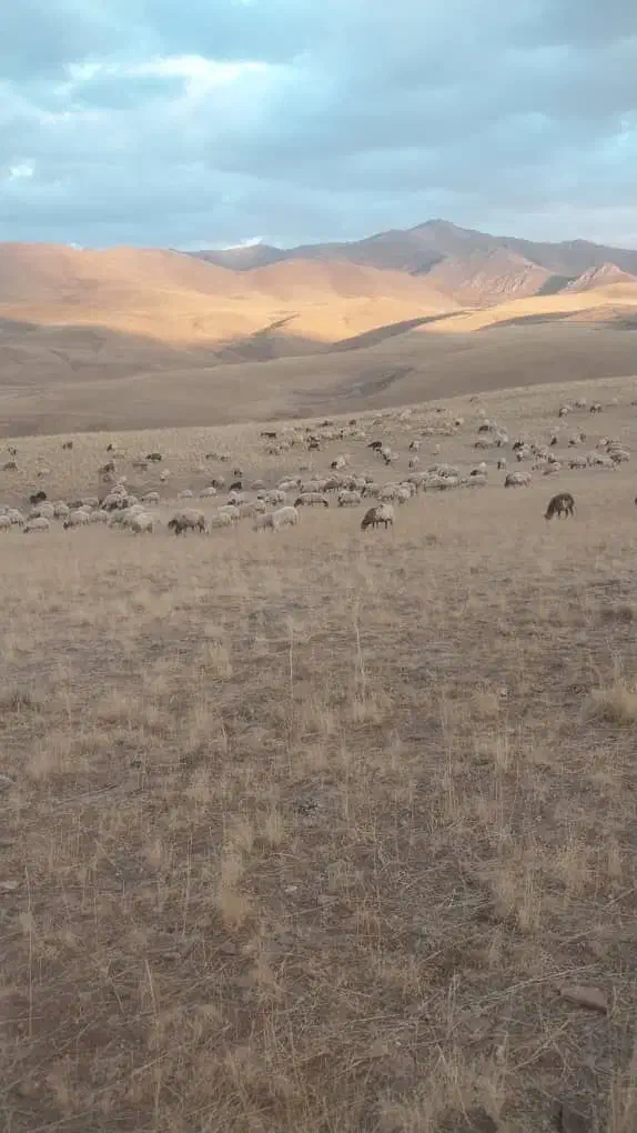 بز شیری 4 اس|حیوانات مزرعه|سیلوانه, |دیوار