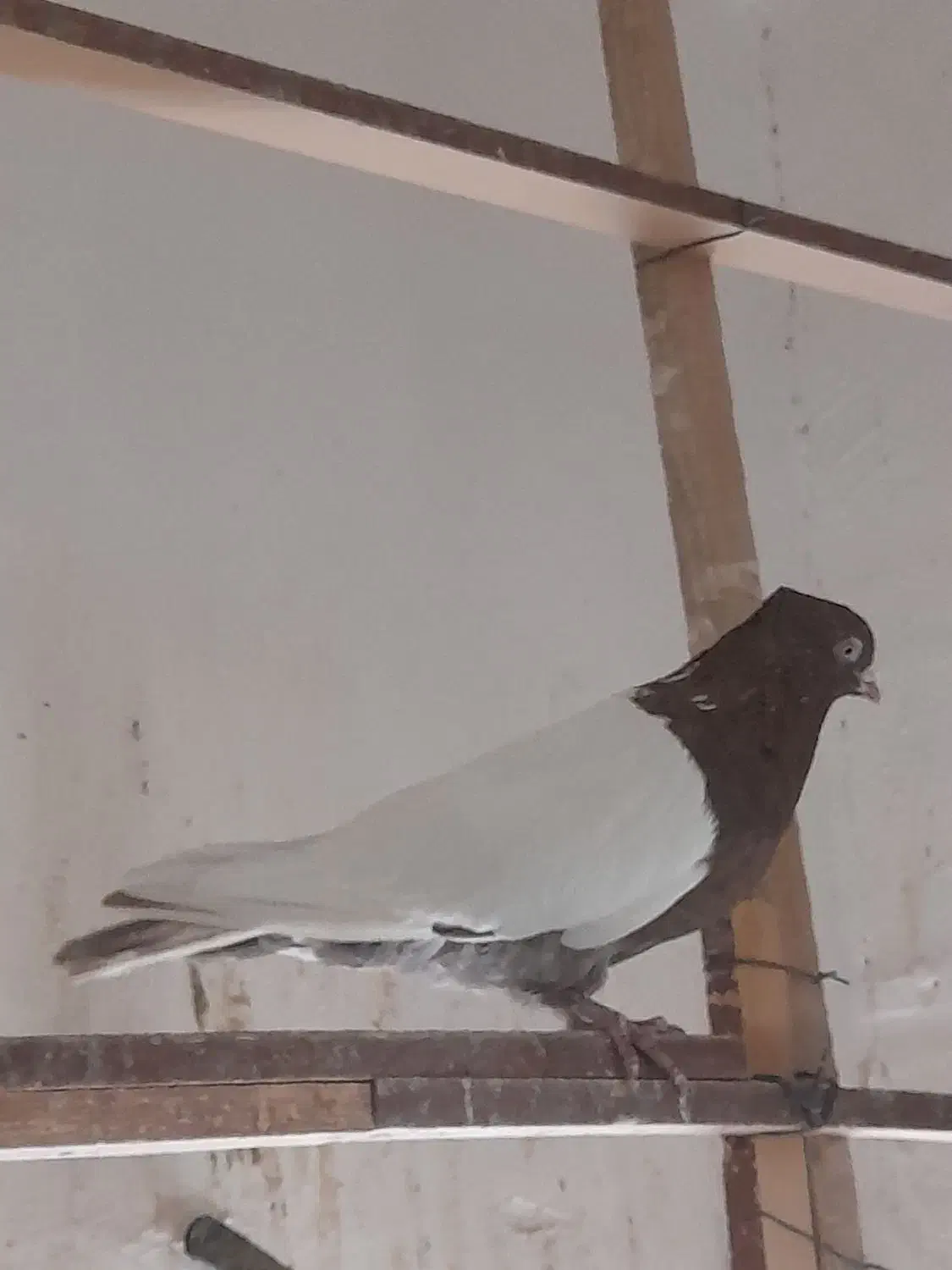 طوقی|پرنده|شهریار, شهریار|دیوار