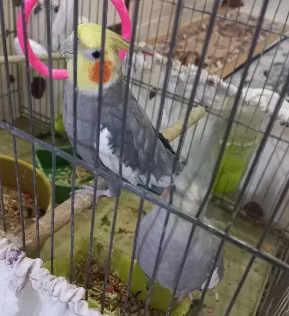 عروس هلندی مولد|پرنده|شاهین‌شهر, شهرک گلدیس|دیوار