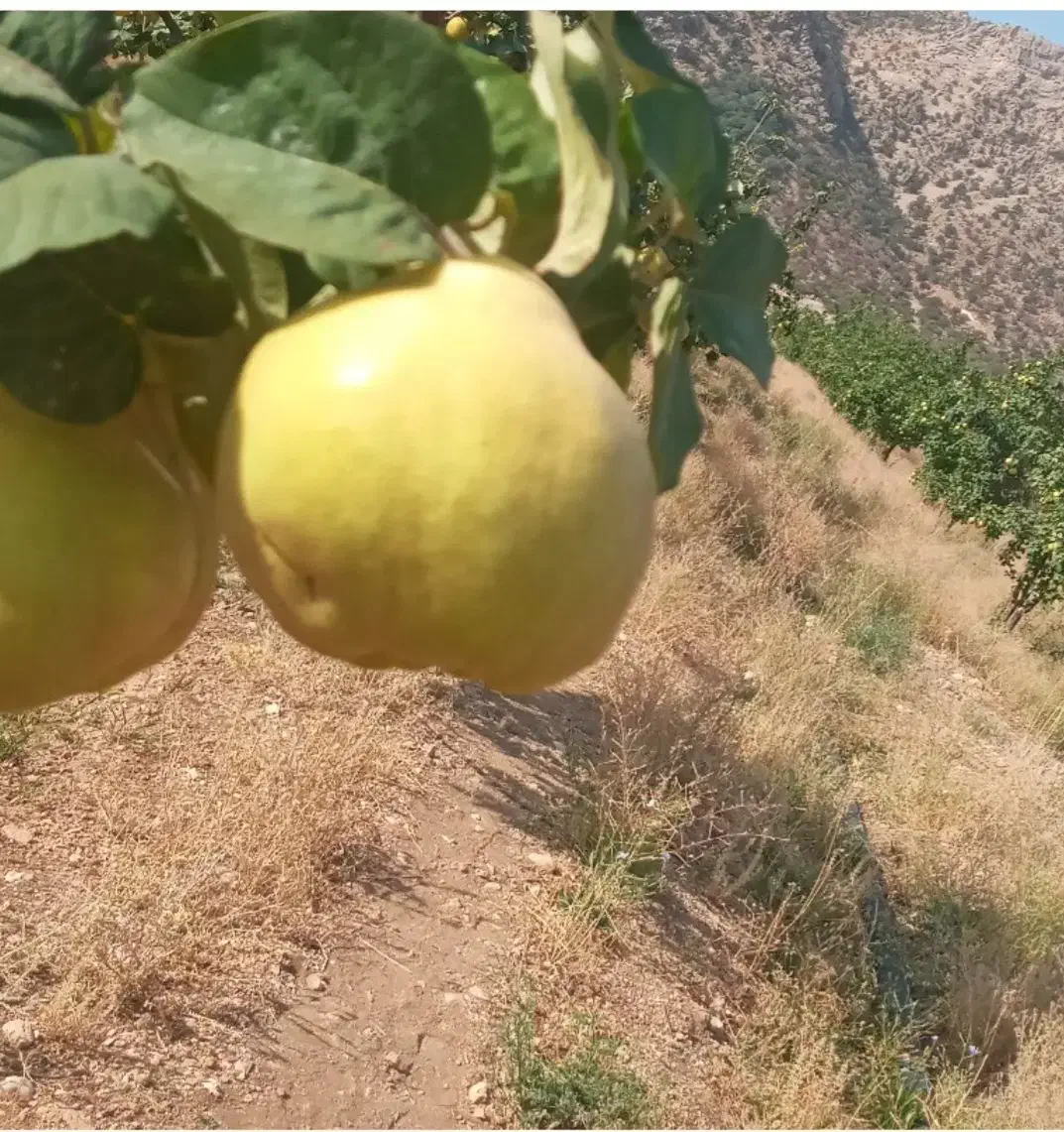 به خوش طعم|خوردنی و آشامیدنی|شیراز, ترمینال باربری|دیوار