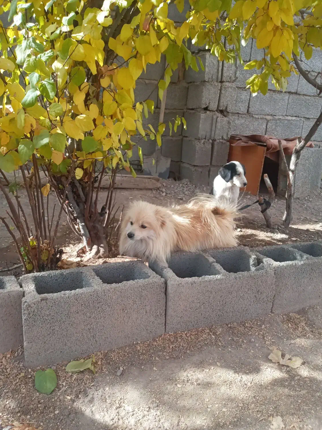 سگ اشپیتز ژاپنی|سگ|سیرجان, |دیوار