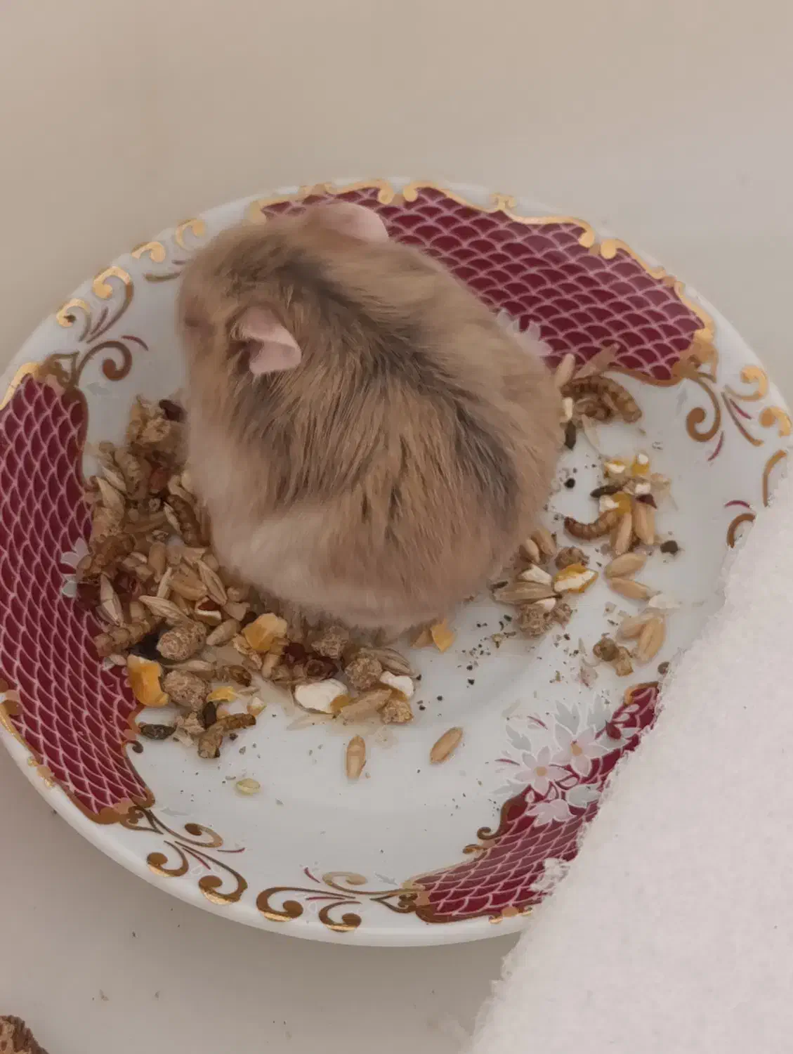 فروش همستر کمپل|موش و خرگوش|محلات, |دیوار