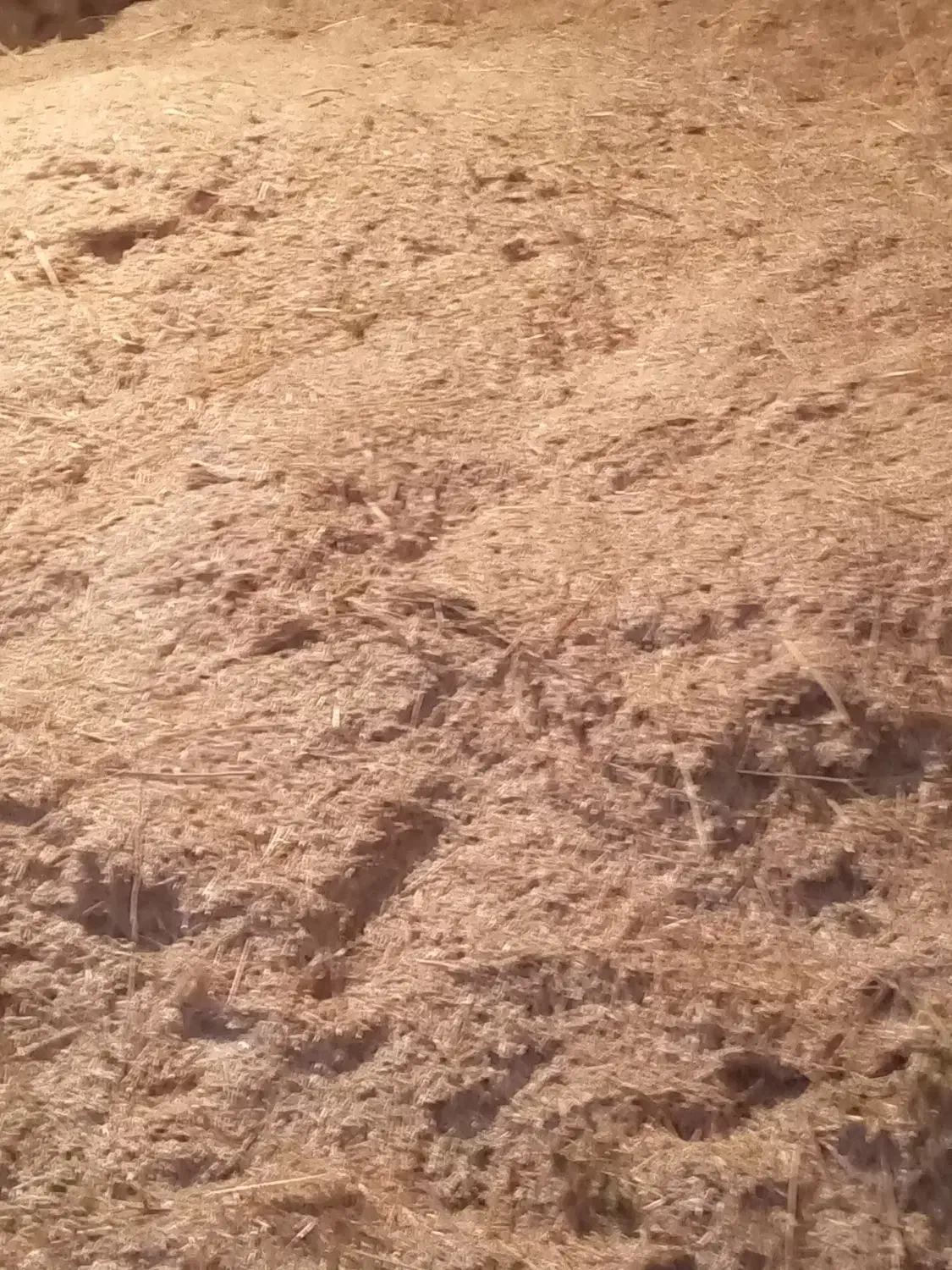 کاه سفید و سبز|خدمات باغبانی و درختکاری|سمیرم, |دیوار