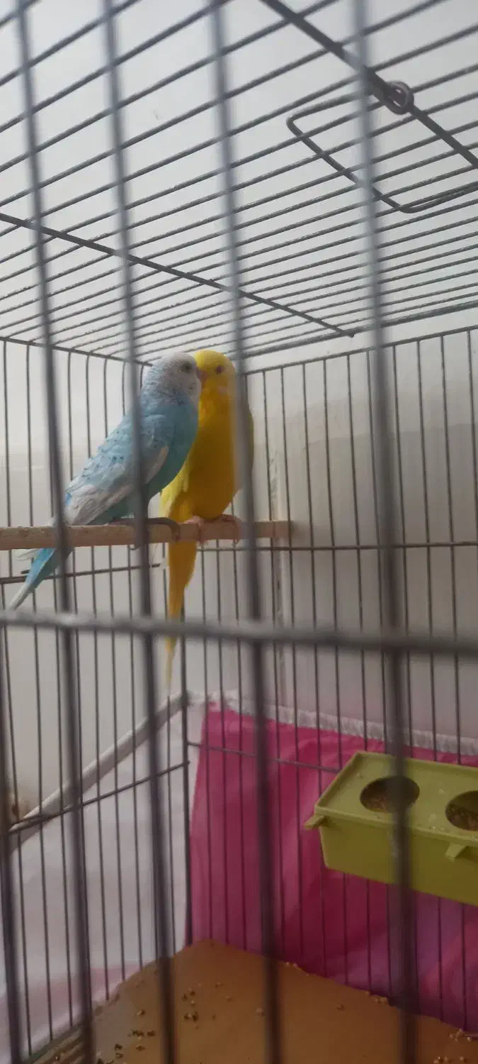 فروش دو عدد مرغ عشق|پرنده|خوی, |دیوار