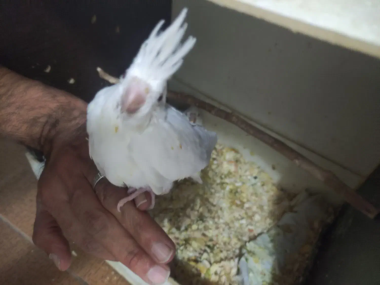 جوجه عروس هلندی|پرنده|قم, کیوانفر|دیوار