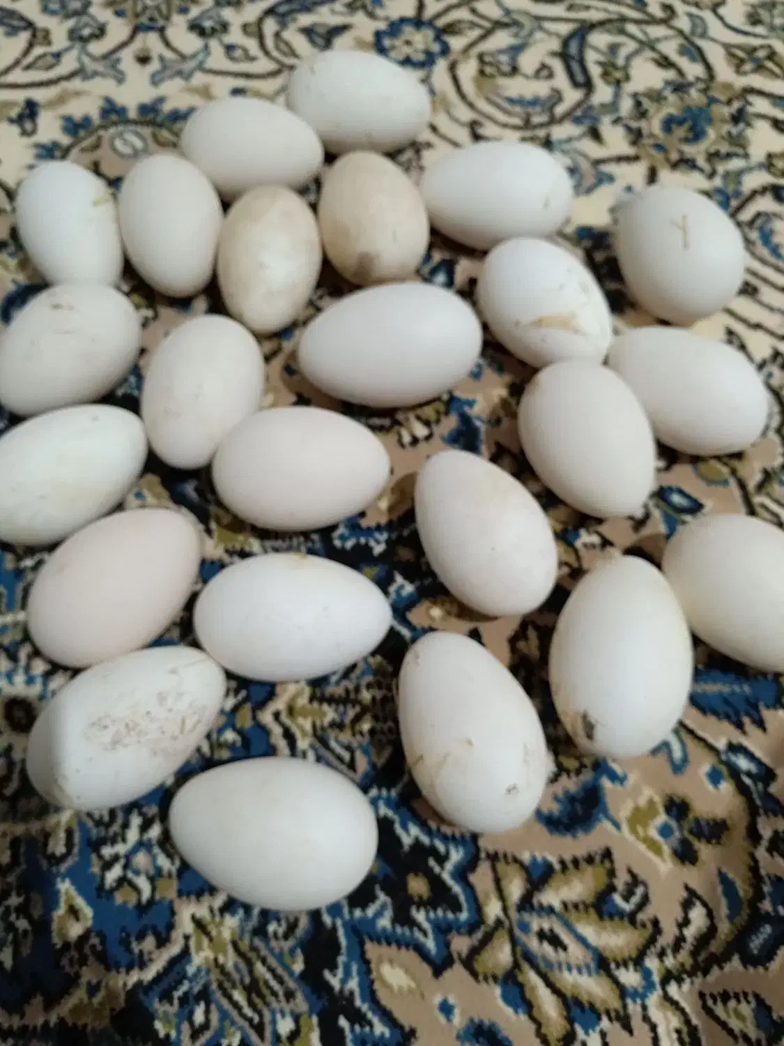 فروش تخم قوغاز چینی سنکین وزن|حیوانات مزرعه|اردبیل, |دیوار