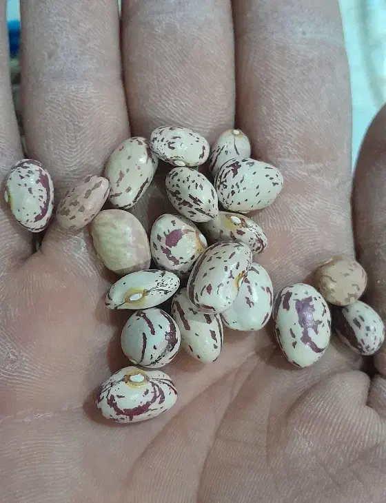 لوبیا چیتی ییلاقی|خوردنی و آشامیدنی|مهدی شهر, |دیوار