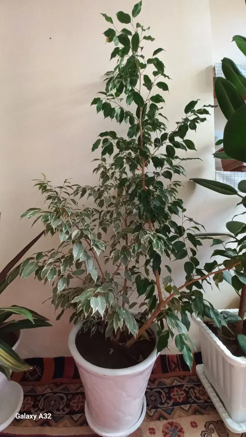 گل و گیاه خانگی بزرگ|گل و گیاه طبیعی|اسکو, |دیوار