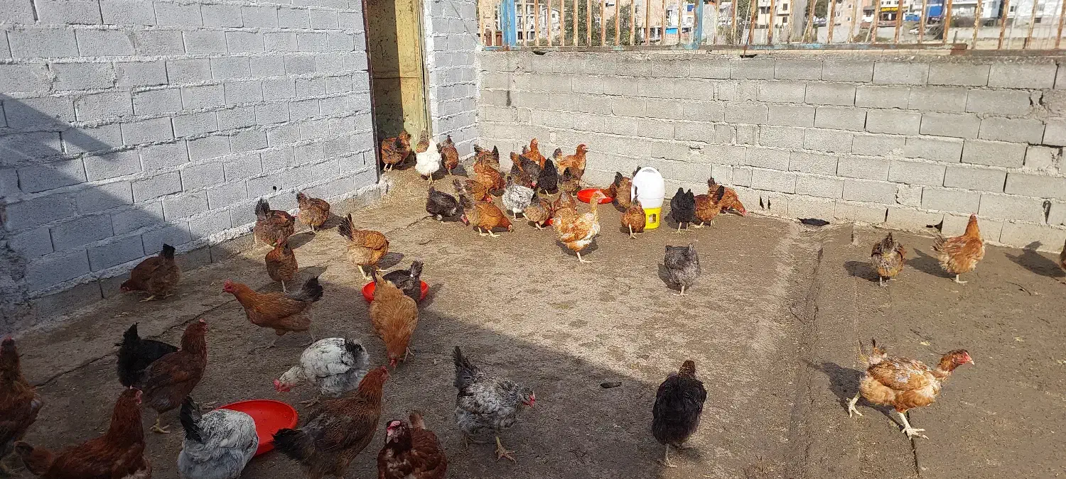 تعدادی مرغ تخم گذار ۹ماهه سالم قیمت توافقی|حیوانات مزرعه|زیرآب, |دیوار