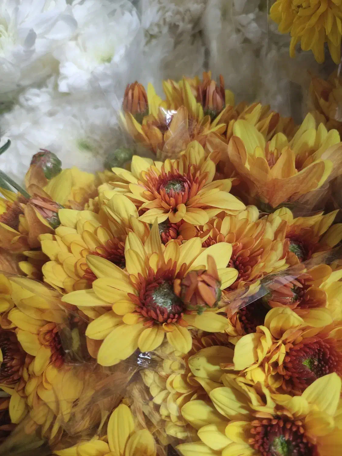 گل داودی عمده|گل و گیاه طبیعی|ری, بازار گل خاوران|دیوار