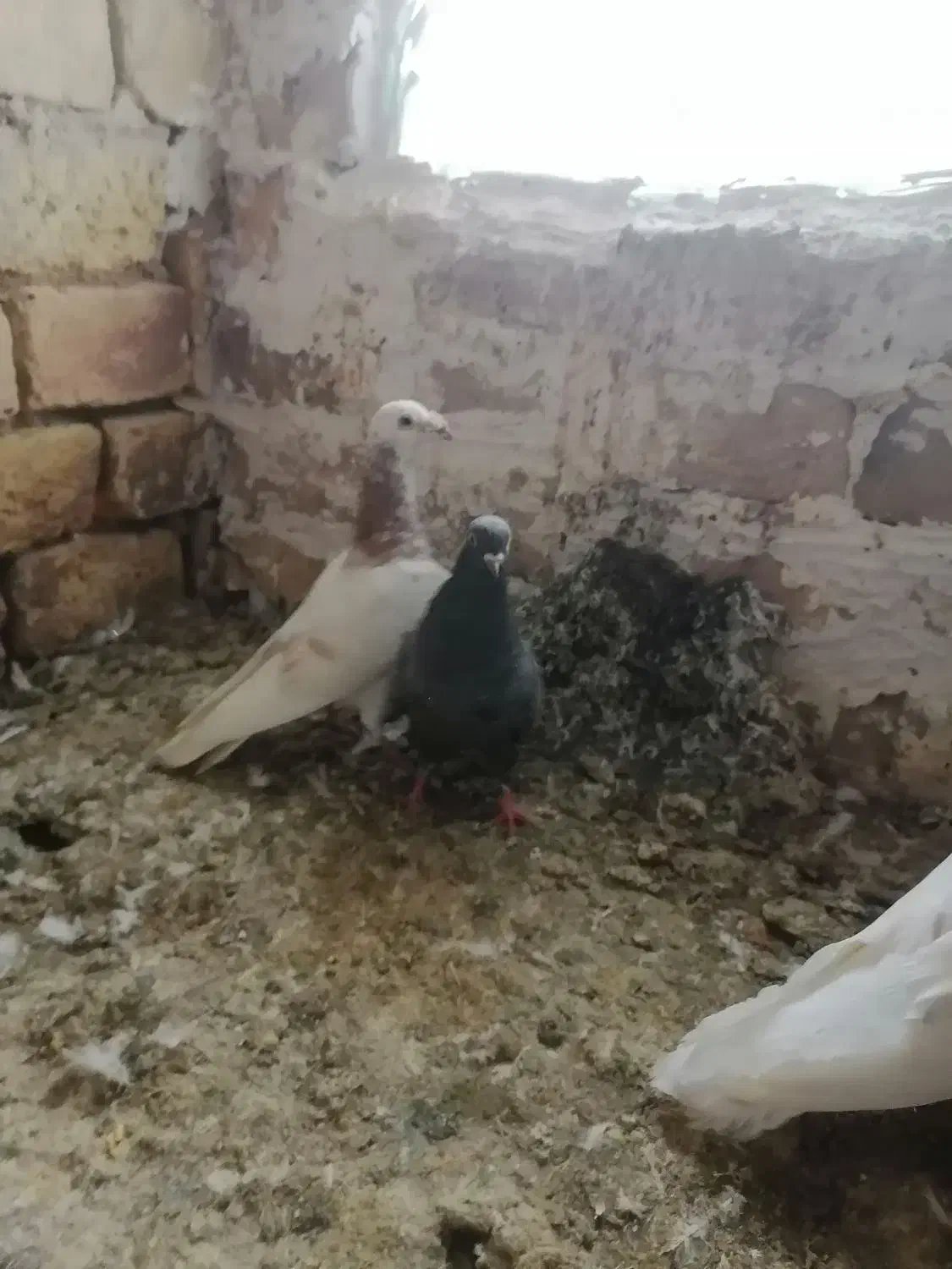 سار|پرنده|بجنورد, |دیوار