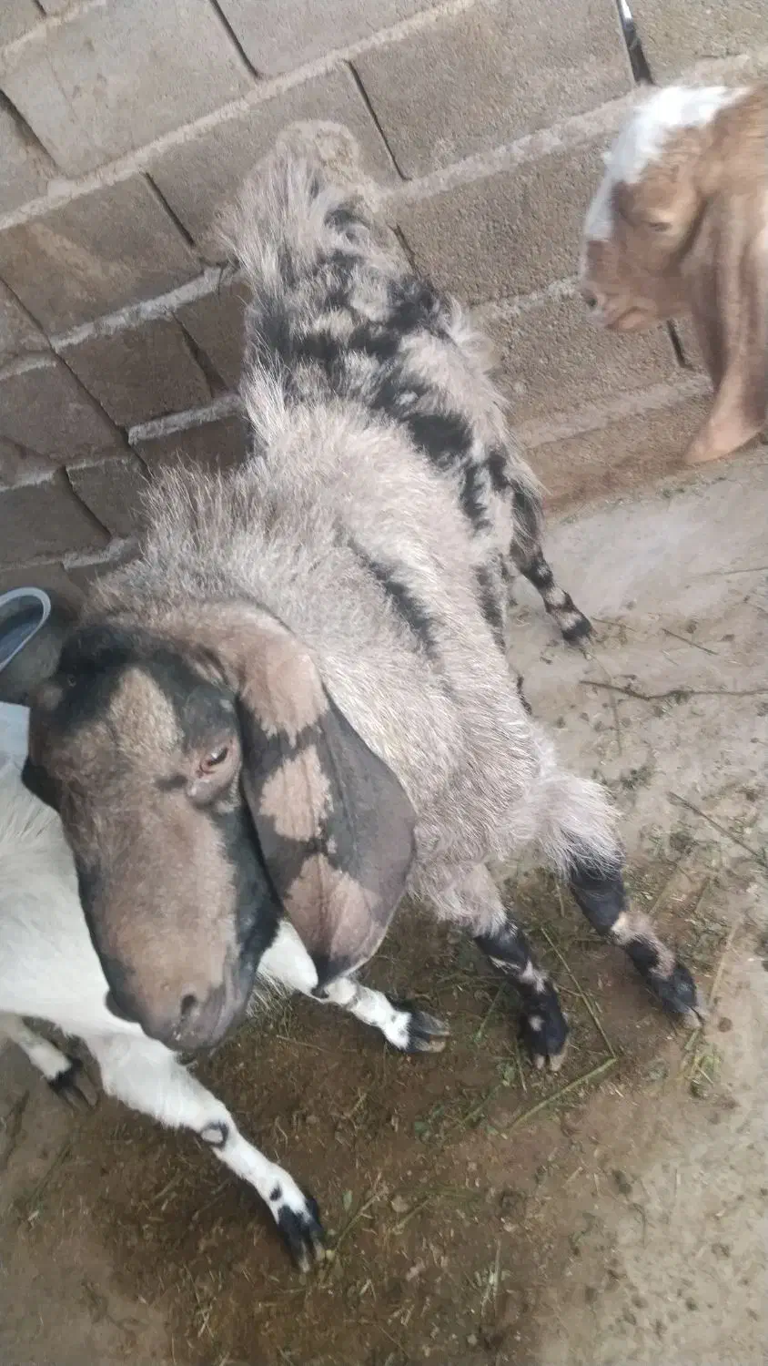 بز نر|حیوانات مزرعه|ایرانشهر, |دیوار