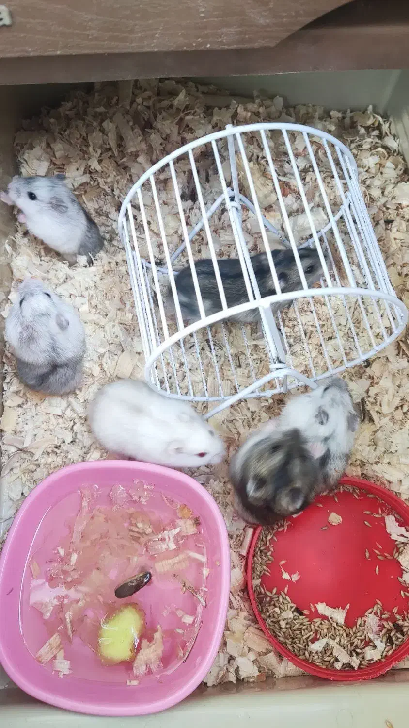 همستر|موش و خرگوش|تهران, شهرک چیتگر|دیوار