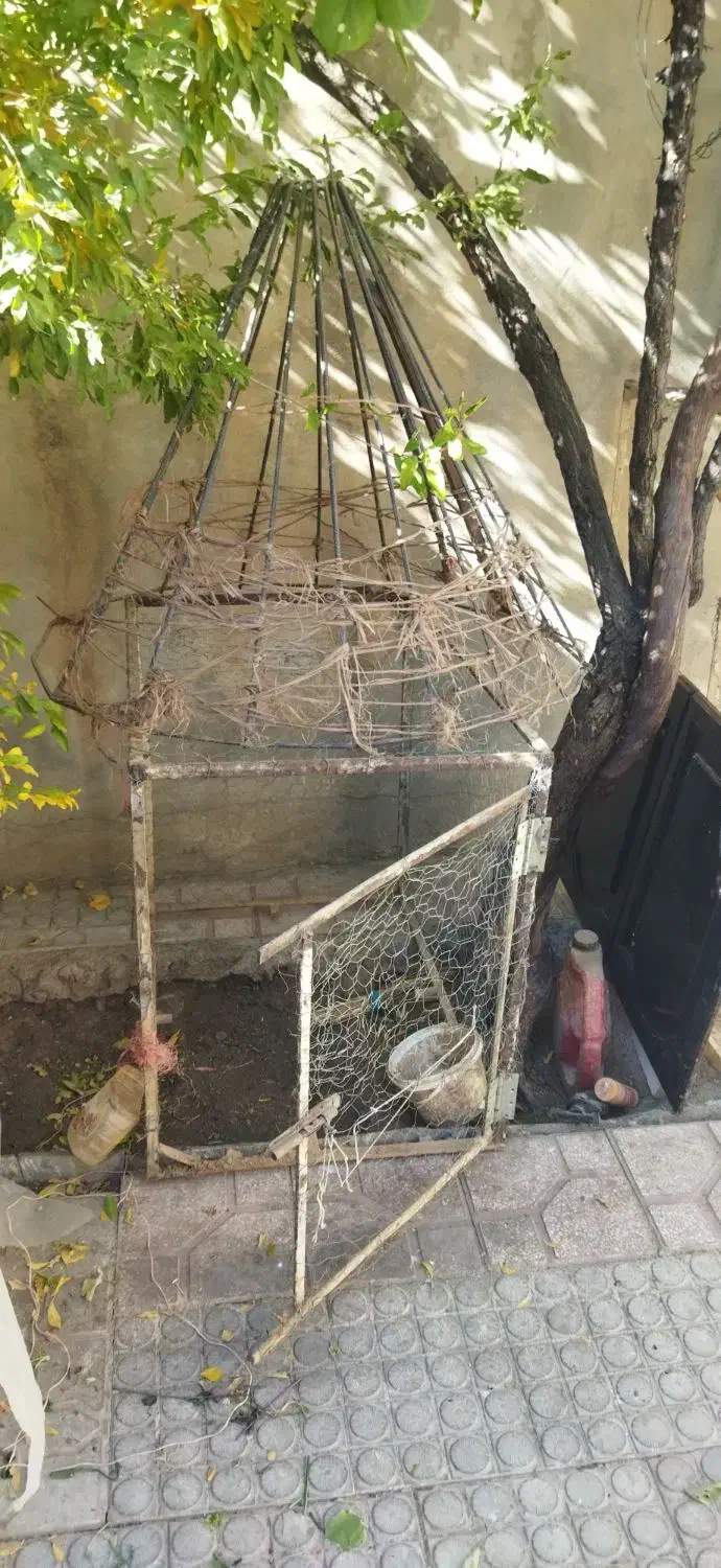 قفس مرغ و خروس|حیوانات مزرعه|صحنه, |دیوار