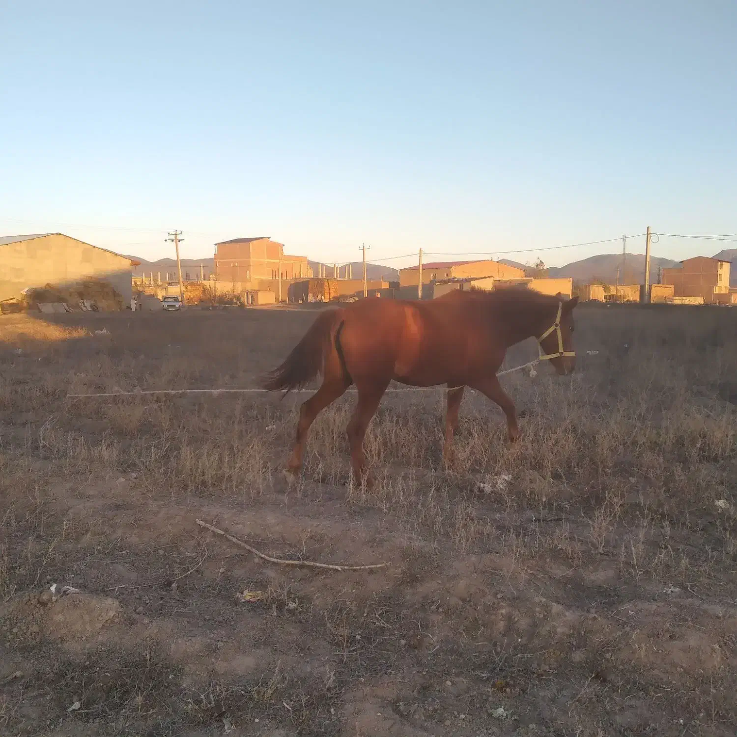 اسب ماده|اسب و تجهیزات اسب‌سواری|اردبیل, |دیوار