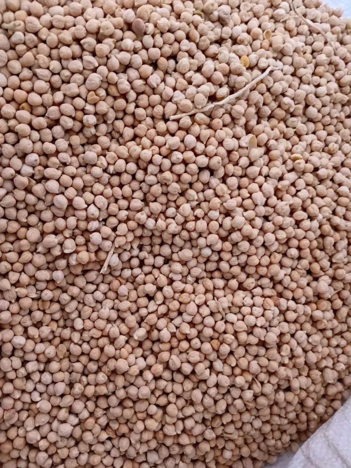 نخود دیم|خوردنی و آشامیدنی|طاغنکوه, |دیوار